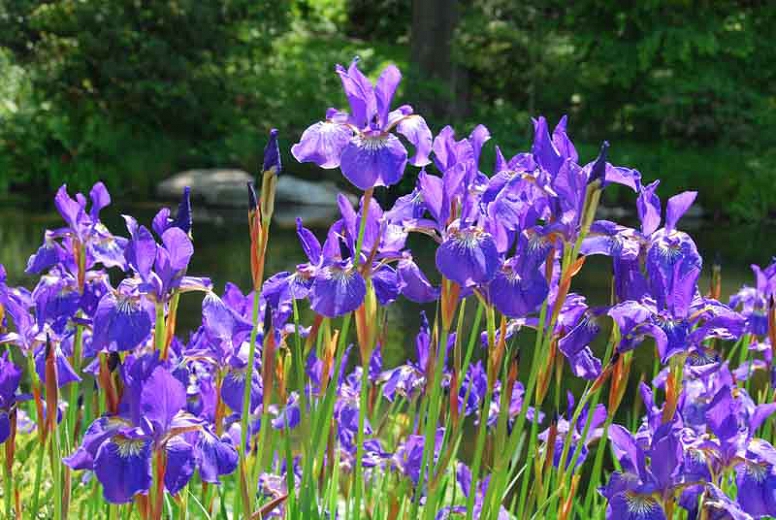 Iris siberica